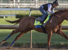 Jockey Martin Garcia puts Justify through a final workout before heading to the Belmont Stakes on Saturday. (Image: Pat McDonogh/Louisville Courier-Journal)