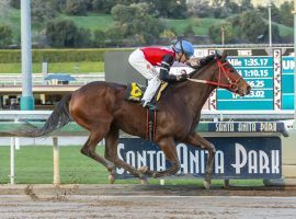 Canadian horse Escape Clause is making Santa Anita Park his home away from home as he runs away with the win in the La Canada Stakes last weekend. (Image: Orange County Register)
