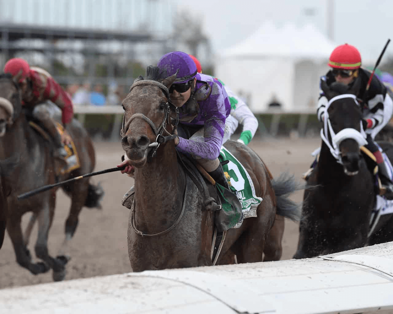 Harvey Wallbanger at Gulfstream Park