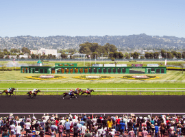 Golden Gate Fields hosts weekend Kentucky Derby prep (Image: Golden Gate Fields