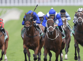 Winx (white bridle) flashes finishing speed to win 31st straight. (Image: Weekend Australian)
