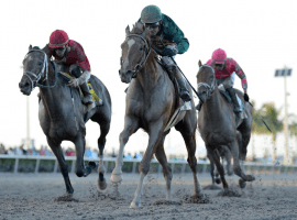 Code of Honor winning Fountain of Youth stamps himself strong Kentucky Derby contender. (Image: Gulfstream Park)