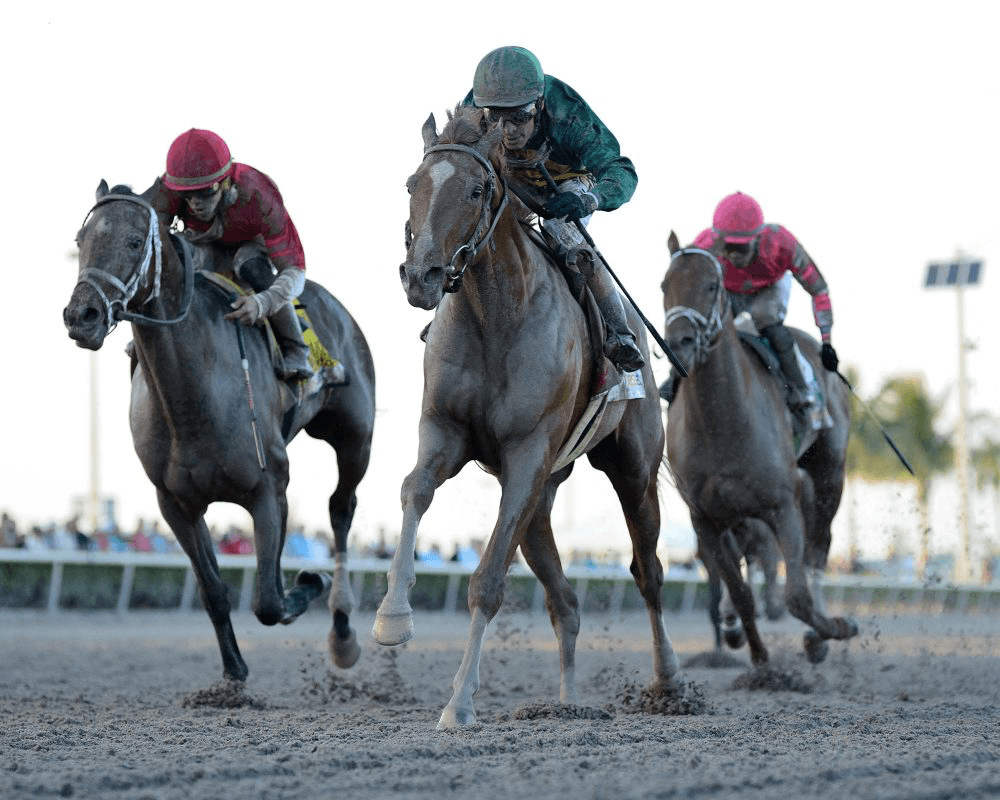 Code of Honor at the Fountain of Youth Stakes