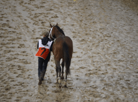 Denied the garland of roses in the Kentucky Derby, Maximum Security heads back to his stall.