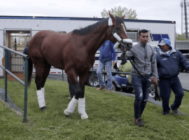 Maximum Security arriving at his summer headquarters at Monmouth Park(Image: Julio Cortez/AP)