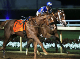 Mr. Money and rider Gabriel Saez have company in the form of a loose horse at the finish of Saturday's Indian Derby (Image: Coady Photography)