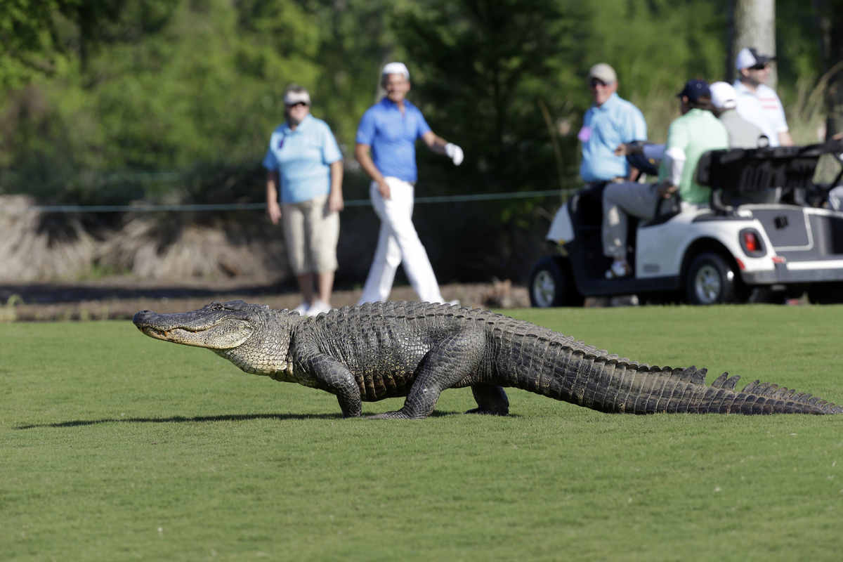 Florida alligator