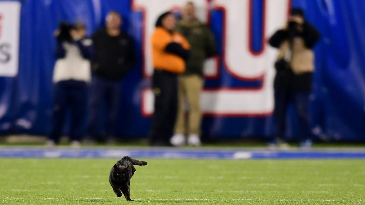 A black cat ran on to the field at MetLife Stadium during the second quarter of the Dallas Cowboys and NY Giants game.  (Image: Emilee Chinn/Getty)