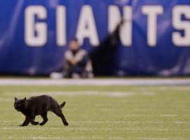 A stray black cat ran onto the field at MetLife Stadium during the Dallas Cowboys and NY Giants game on Monday Night Football on November 4, 2019. (Image: Adam Hunger/AP)