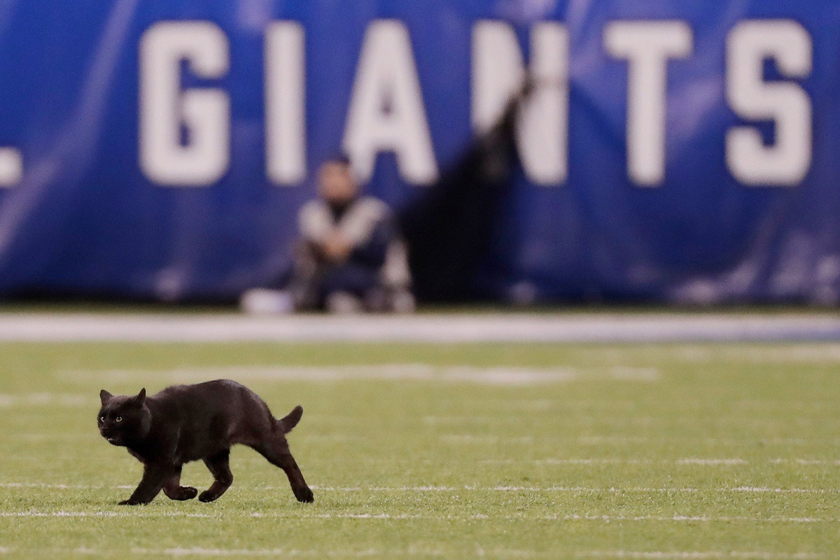 Black Cat MNF jinx Monday Night Football NFL cat teams mascot