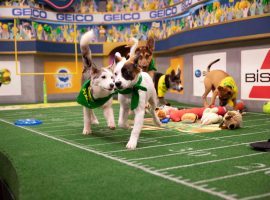 Will the Underdogs Bark in the Puppy Bowl?