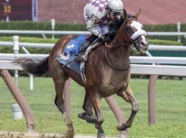 Tiz the Law was throttled back after building a commanding lead by jockey Junior Alvarado to win the 5th race on the card at the Saratoga Race Course waiting to watch one of his horses to work Thursday Aug. 8, 2019 in Saratoga Springs, N.Y. Managing partner of Sacktoga Stables who owns Tiz the Law said in the winnerÕs circle that this horse was second best horse he has had in the stable.  Sackatoga was the owner of Kentucky Derby and Preakness winner Funny Cide who was also trained by Barclay Tagg.   Photo Special to the Times Union by Skip Dickstein