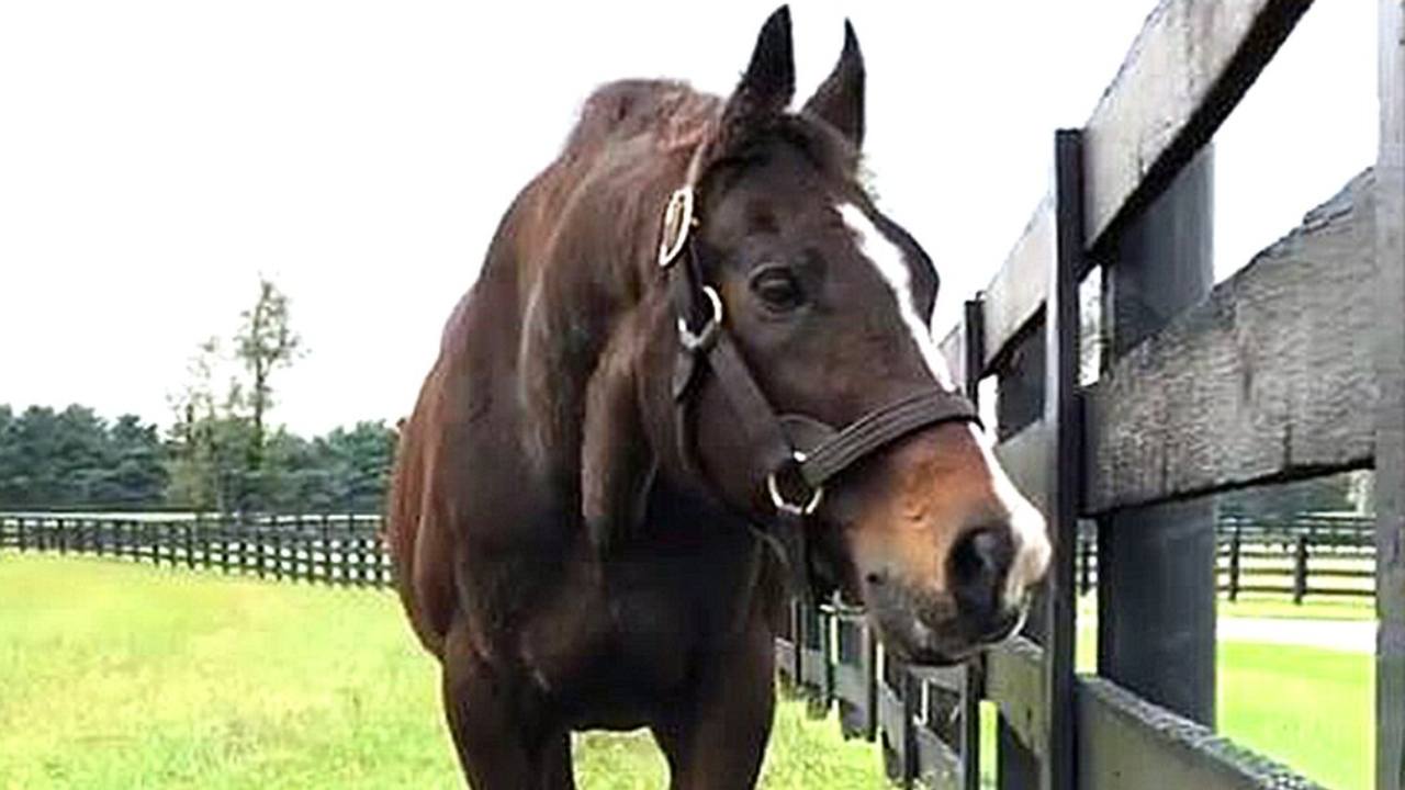 AP Indy at Lane's End Farm