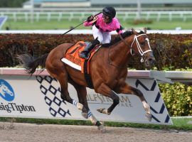 Maximum Security, seen here winning the 2019 Florida Derby, has only been beaten across the finish line once.