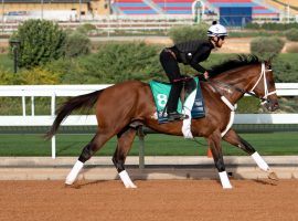 Maximum Security doing his morning workout earlier this week at King Abdulaziz Racetrack in Riyadh, Saudi Arabia.