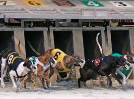 Greyhound racing was already slated to end in Florida this year, but tracks like the Daytona Beach Racing and Card Club are closing early due to the coronavirus pandemic. (Image: Nigel Cook/Daytona Beach News-Journal)