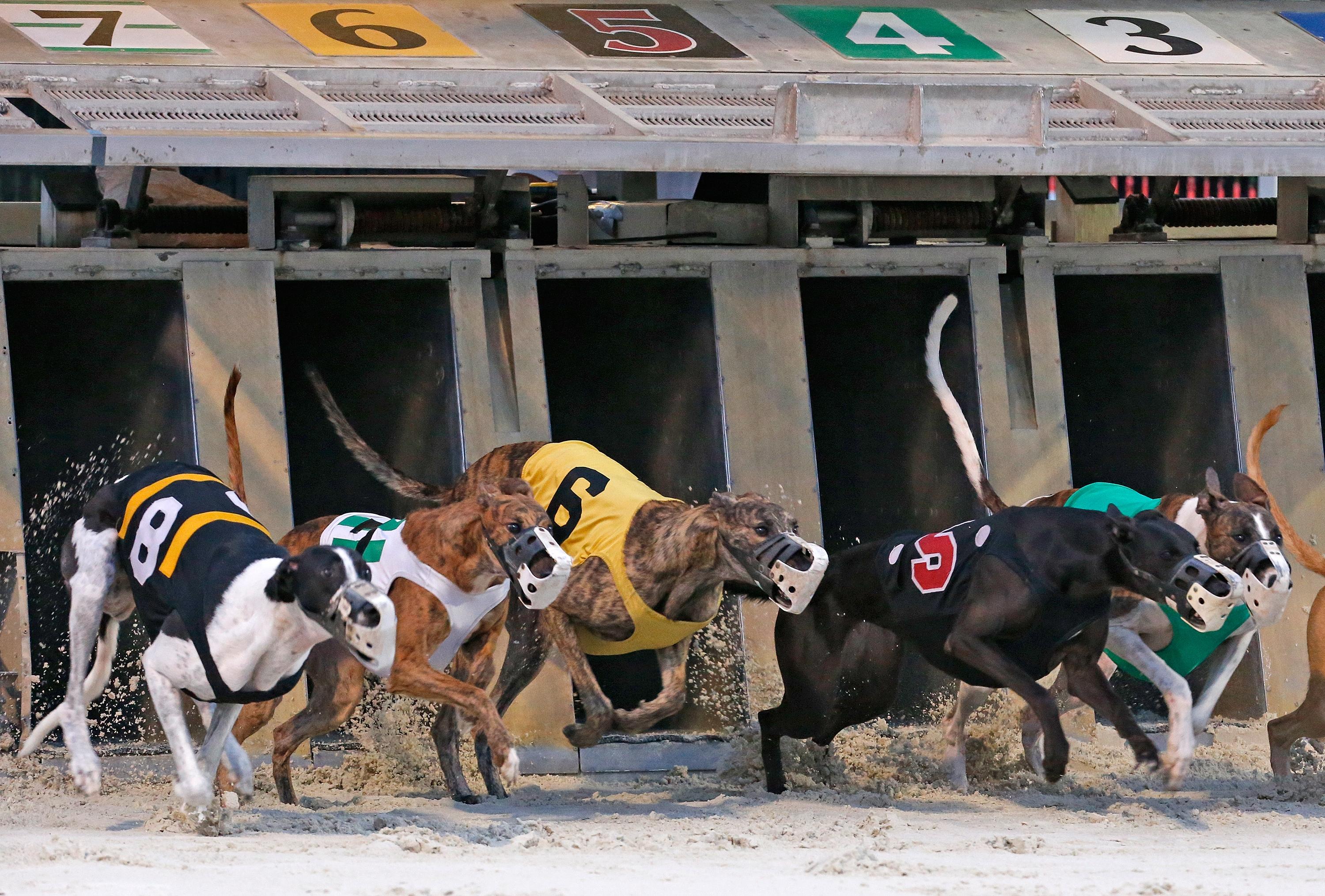 Greyhound racing canceled Florida