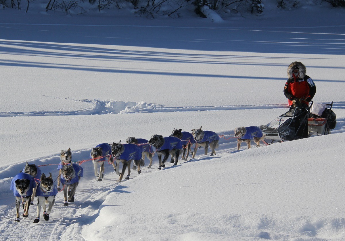 Peter Kaiser Jessie Royer 2020 Iditarod Ruby Alaska sled dog