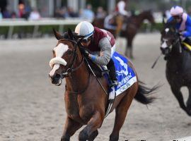 Tiz the Law overtook Ete Indien in earely stretch to win the Holy Bull Stakes nearly two months ago. The two renew their rivalry Saturday in the Florida Derby. (Image: Ryan Thompson)