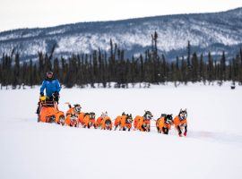 Thomas Waerner and his dogs arrive at Cripple, Alaska checkpoint during the 2020 Iditarod (Image: Loren Holmes/ADN)