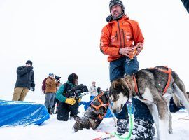 Musher Thomas Waerner and his dogs rest at the Unalakeet, Alaska checkpoint during the 2020 Iditarod. (Image: Lauren Holmes/ADN)