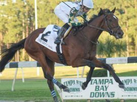 Sole Volante is a legitimate favorite in the Tampa Bay Derby. But against rival Chance It, can he close like he did here in winning the Sam F. Davis Stakes? (Image: SV Photography/Tampa Bay Downs)