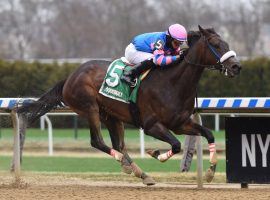Come Dancing, seen here blowing away the Distaff Stakes Field by 7 3/4 lengths last April, is the favorite for Saturday's Apple Blossom Handicap. It is her first two-turn race. (Image: NYRA)