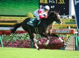 Japanese colt Danon Premium owns six victories in 10 races. He is the favorite for the Queen Elizabeth Stakes, the Day 2 headliner at The Championships in Sydney. (Image: N. Kouno)