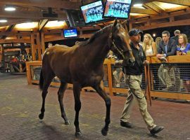 The annual Fasig-Tipton Saratoga Selected Yearling Sale often brings in more than $40 million. Due to the coronavirus. it was canceled and merged with two other sales this year. (Image: Donna Abbott-Vlahos)