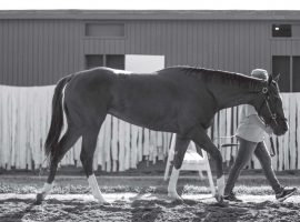 The side of racing few see: Santa Anita backstretch workers walking horses. They are imperiled by the track's shutdown of live racing. (Image: Santa Anita Park)