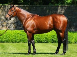 American Pharoah is just beginning to make his mark on the racing world as a stallion. His prolific career won't be affected by The Jockey Club's new limits on stallion breeding. (Image: Coolmore Farm)