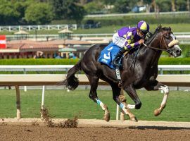 Honor A.P. is one of the sleeper Kentucky Derby picks. His trainer, John Shirreffs, opted to bypass the Belmont Stakes for home-track Santa Anita Park. (Image: Santa Anita Park)