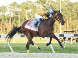 King Guillermo, seen here winning the Tampa Bay Derby in March at 49/1, won't sneak up on anyone in the Belmont Stakes. His connections decided to bypass the June 20 first leg of the Triple Crown. (Image: Coolmore Farm)