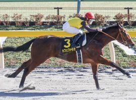 Yes, the bloodline is strong in this one. Cafe Pharoah, the son of 2015 Triple Crown winner American Pharoah, qualified for the Kentucky Derby. (Image: Yuki Shimono)