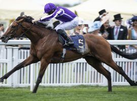 An Irish-bred horse who never raced in the land of his name, Japan goes for his second Royal Ascot victory in Wednesday's Prince of Wales's Stakes. He won last year's King Edward VII Stakes. (Image: Coolmore Farm)