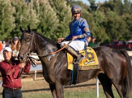 Undefeated in three races, Maxfield injured a leg bone during a routine workout Wednesday. He's out of the Triple Crown races. (Image: Jordan Thomson)