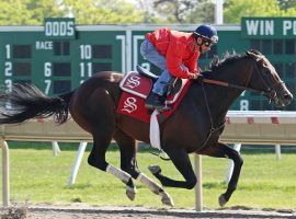 Mind Control brings late speed, the ability to overcome adversity and a three-race winning streak into Saturday's Carter Handicap. (Image: Bill Denver/EQUI-PHOTO)