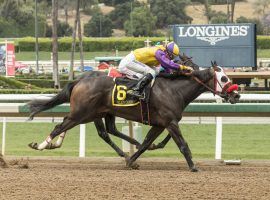 Ollie's Candy won her first three races and has finished in the money 10 times in 12 races. She goes for her second Grade 1 victory at Belmont Park Saturday in the Ogden Phipps. (Image: Santa Anita Park)