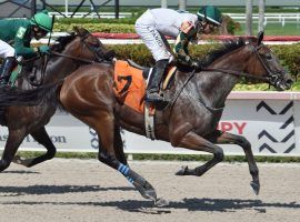 Sole Volante returned from a three-month layoff to win a Gulfstream Park allowance race. He may return nine days from now in the Belmont Stakes. (Image: Lauren King/Gulfstream Park)