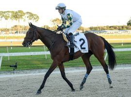 Sole Volante isn't doing much walking these days. The busy 3-year-old heads to New York for Saturday's Belmont Stakes only 10 days after winning an allowance race. (Image: SV Photography)