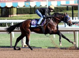 Trainer Peter Eurton takes the blinders off Storm the Court for Saturday's Ohio Derby. Will Storm the Court put on the speed he used to win the Breeders' Cup Juvenile? (Image: Horsephotos.com)