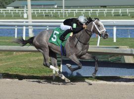 Ny Traffic won't turn heads with blinding speed. But he usually turns exotic bettors into believers. He's the 7/2 third choice to win Saturday's Haskell Stakes. (Image: Ryan Thompson/Gulfstream Park)