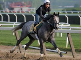 Given his advantages, pedigree and training, betting on Tacitus makes sense on paper. But the Tapit progeny is without a win in 15 months. (Image: Seth Wenig/AP)