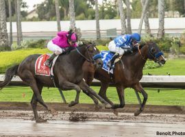 Thousand Words (right) outdueled Anneau d'Or in last fall's Los Alamitos Futurity. The two slumping horses duel again in Saturday's Los Alamitos Derby. (Image: Benoit Photo)