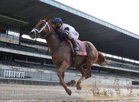 One of the most underrated horses in the country, Vekoma splashed home to win the Carter Handicap by 7 1/4 lengths last month. The competition increases dramatically in Saturday's Met Mile at Belmont Park. (Image: NYRA)