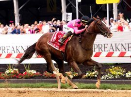 War of Will's 'WOW' factor went on display en route to the 2019 Preakness Stakes title. He will join his sire, War Front, at stud next year. (Image: Coady Photography)