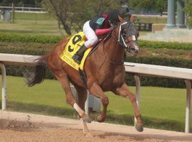 Whitmore won his third Count Fleet Sprint Handicap in four years in April. He goes for his 15th career win and second Grade 1 in Saturday's Alfred Vanderbilt Stakes. (Image: Richard Rasmussen/Hot Springs Sentinel-Record)