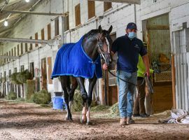 Kentucky Derby hopeful Max Player is on the move, from Linda Rice's New York barn to Steve Asmussen's Kentucky barn. (Image: Skip Dickstein)