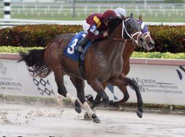 Money Moves has two wins and a second in three races. None are in graded stakes, which makes his Kentucky Derby presence a rarity. (Image: Ryan Thompson)