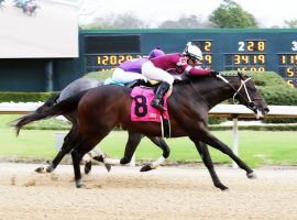 Six months after he broke his maiden with this neck victory at Oaklawn Park, Pneumatic charges into the final stop on the Kentucky Derby Trail as the 5/2 favorite. (Image: Coolmore Farm)